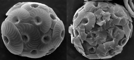 C.leptoporus-G.Langer